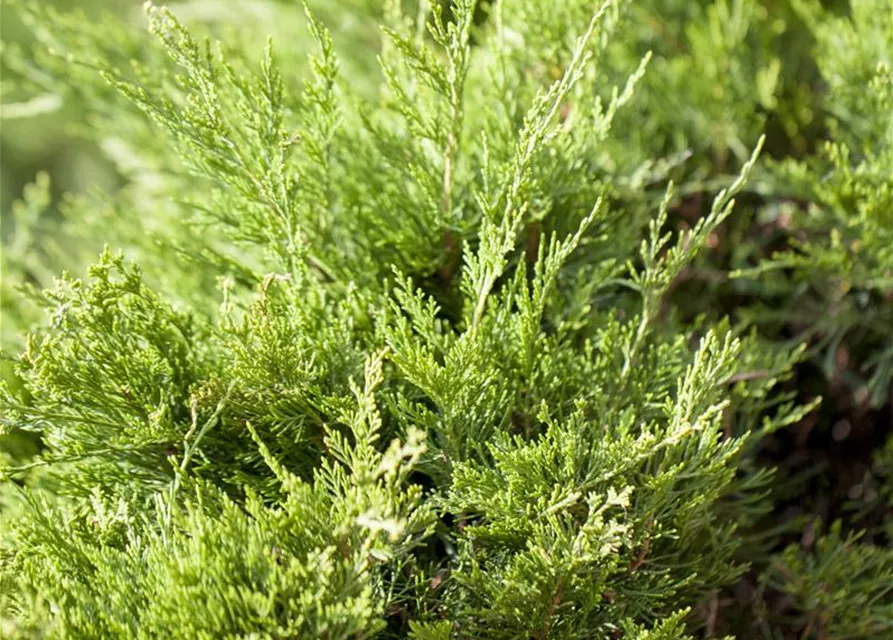 Juniperus x pfitzeriana 'Mint Julep'