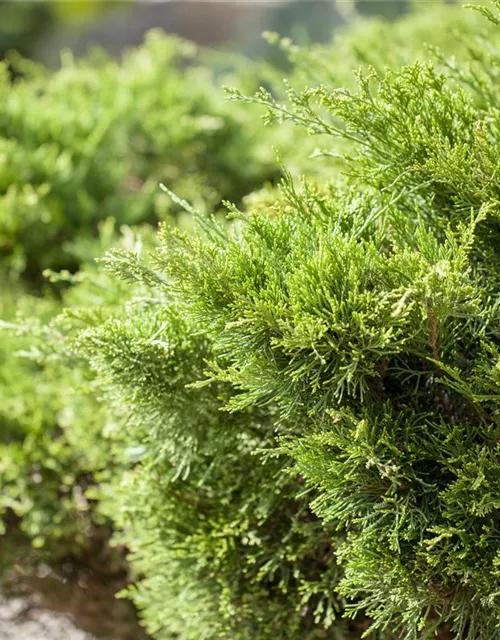 Juniperus x pfitzeriana 'Mint Julep'