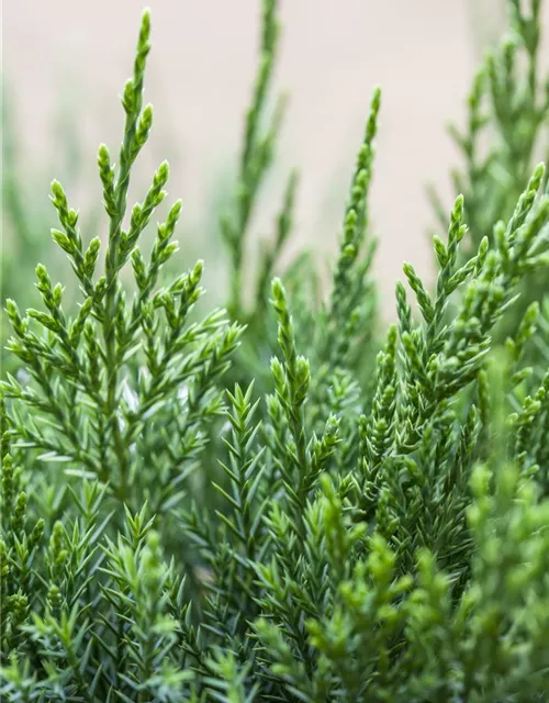 Juniperus x pfitzeriana 'Mint Julep'