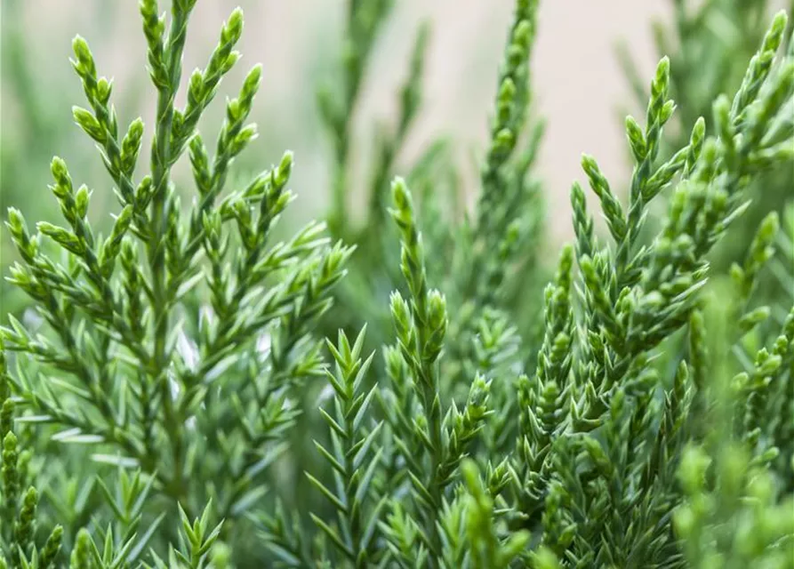 Juniperus x pfitzeriana 'Mint Julep'