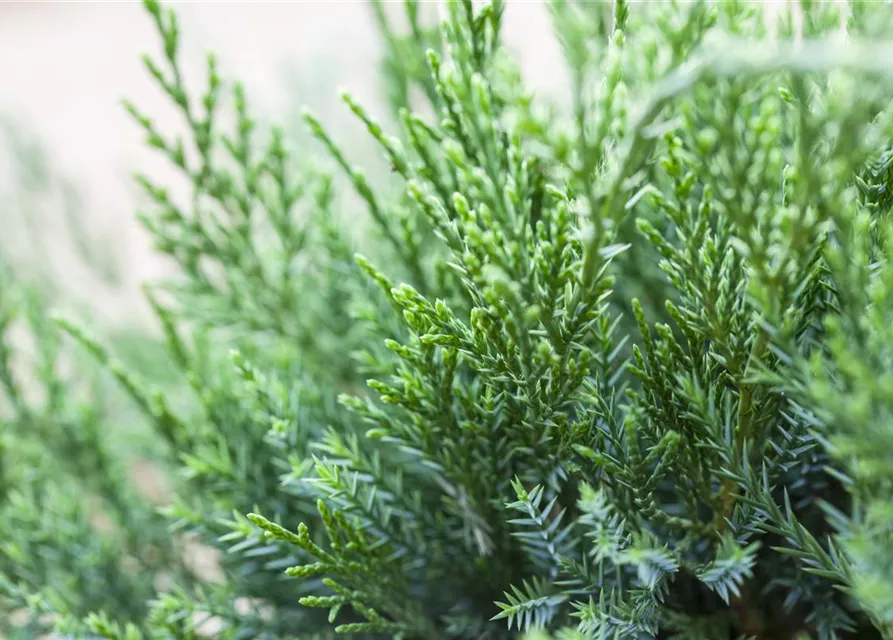 Juniperus x pfitzeriana 'Mint Julep'