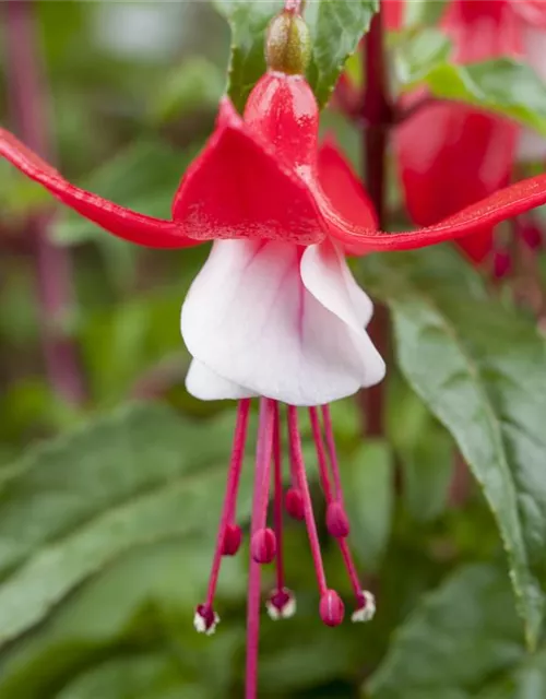 Fuchsia Hybride