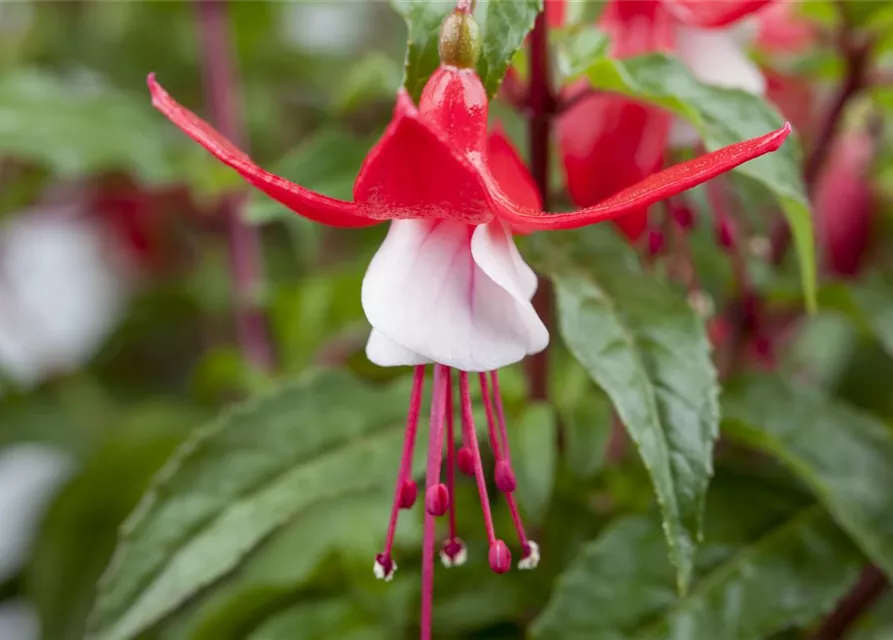 Fuchsia Hybride