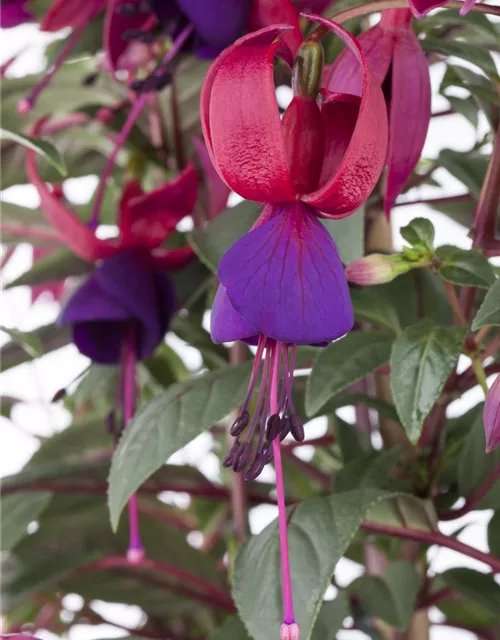 Fuchsia Hybride