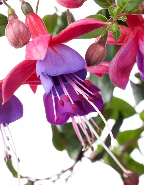 Fuchsia Hybride