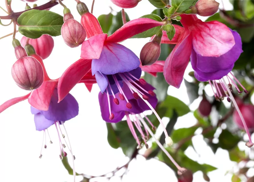 Fuchsia Hybride