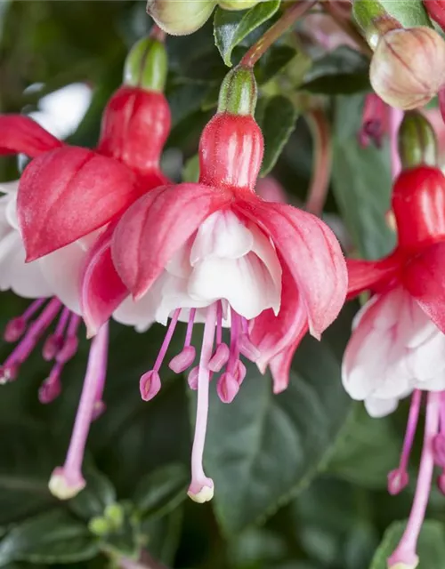 Fuchsia Hybride