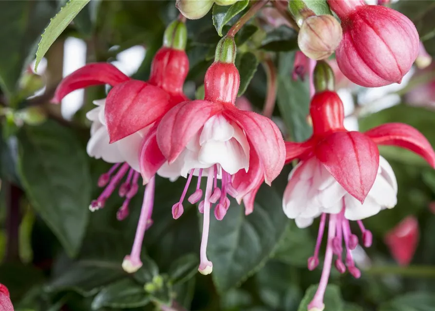 Fuchsia Hybride