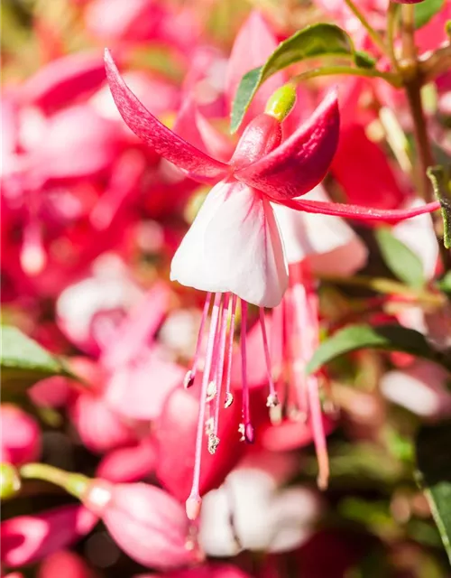 Fuchsia Hybride