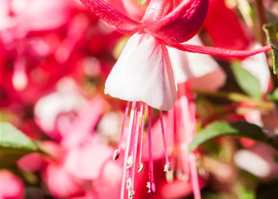 Fuchsia Hybride