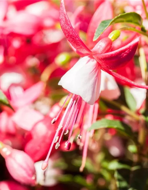 Fuchsia Hybride