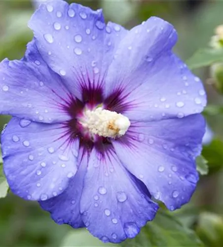 Hibiscus syriacus 'Oiseau Bleu'