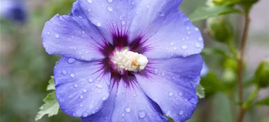 Hibiscus syriacus 'Oiseau Bleu'