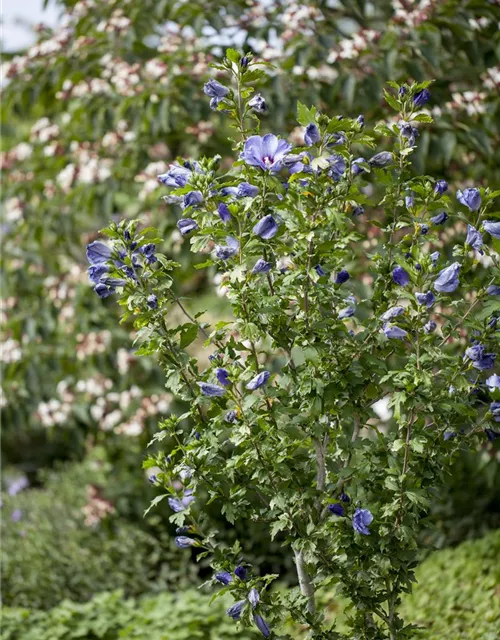 Hibiscus syriacus 'Oiseau Bleu'