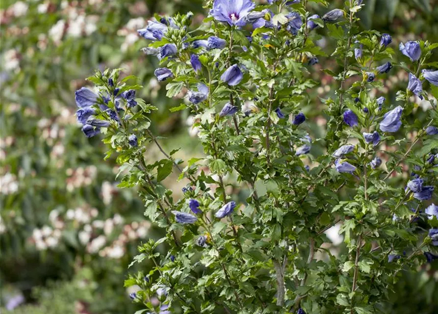 Hibiscus syriacus 'Oiseau Bleu'