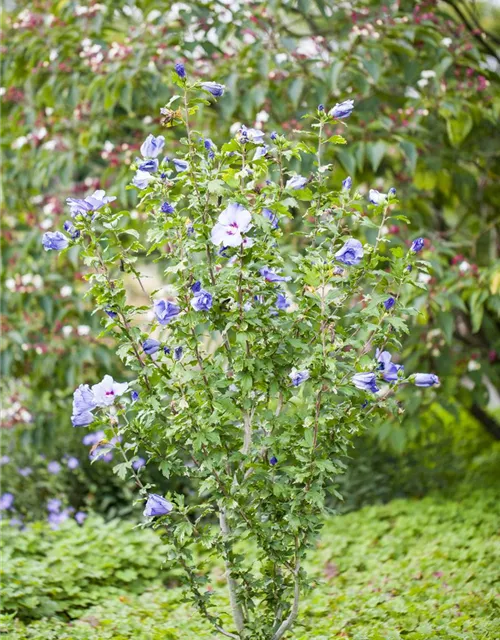 Hibiscus syriacus 'Oiseau Bleu'