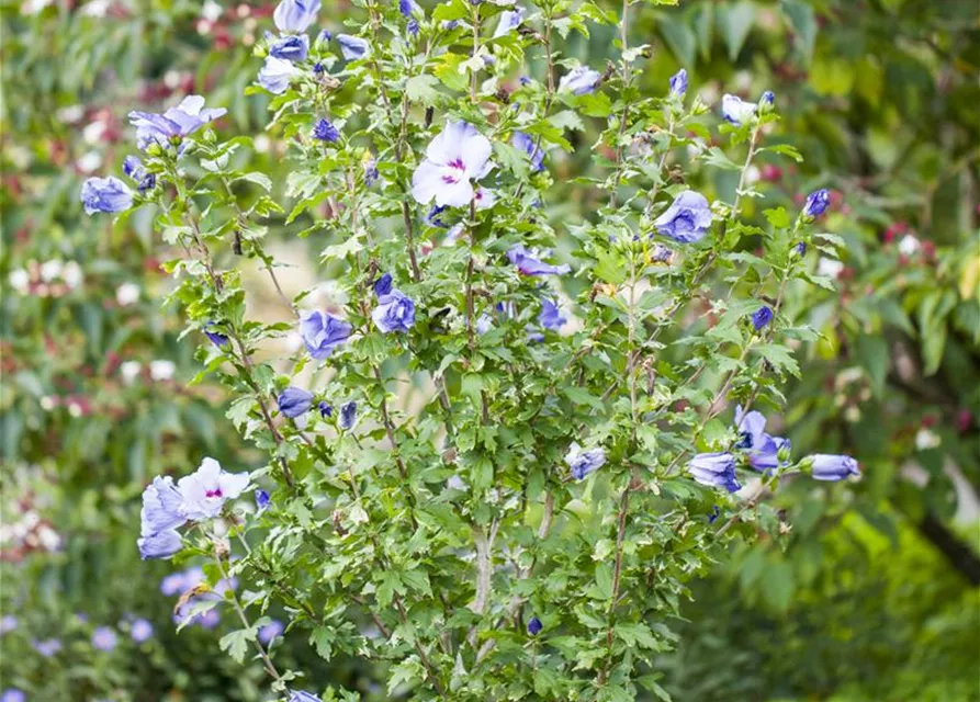 Hibiscus syriacus 'Oiseau Bleu'