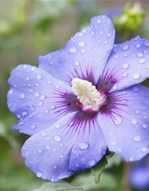 Hibiscus syriacus 'Oiseau Bleu'