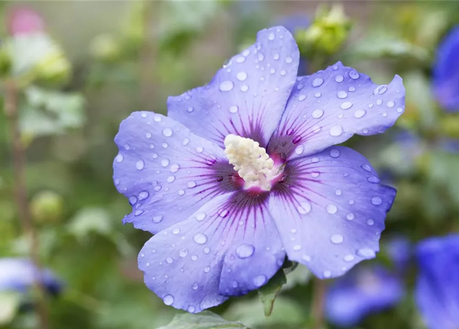 Hibiscus syriacus 'Oiseau Bleu'