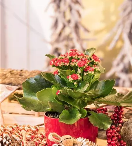 Kalanchoe blossfeldiana