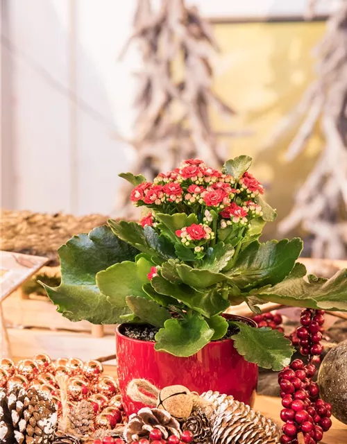 Kalanchoe blossfeldiana