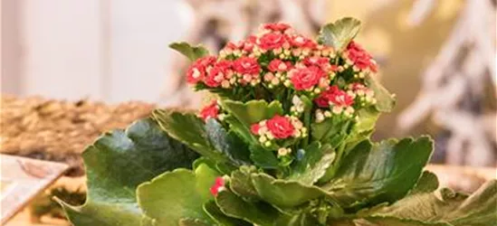 Kalanchoe blossfeldiana