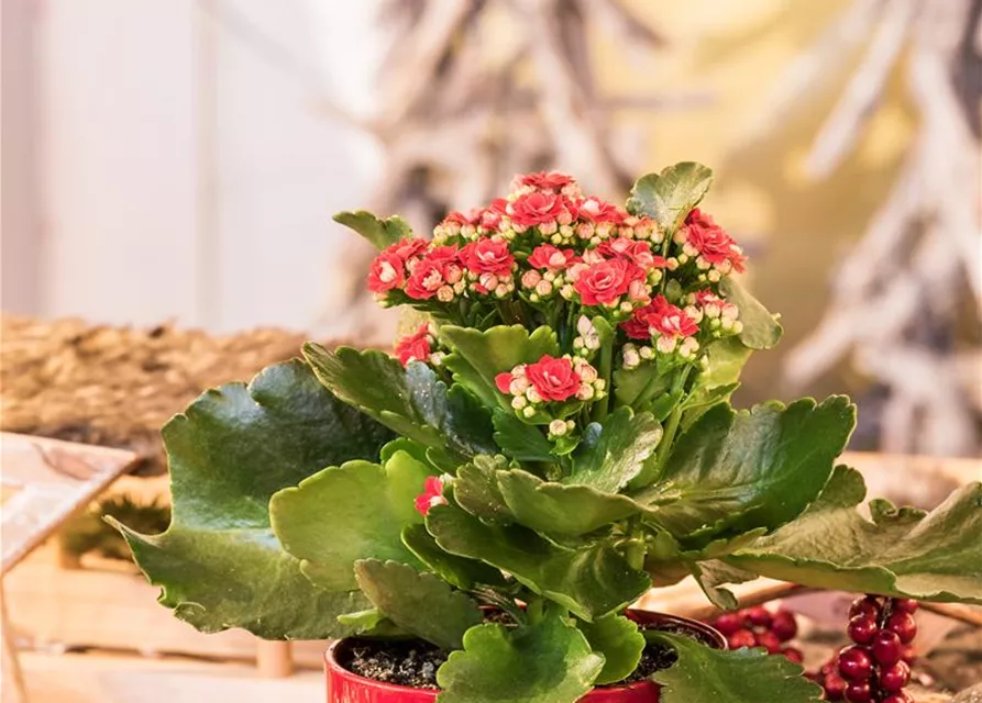 Kalanchoe blossfeldiana