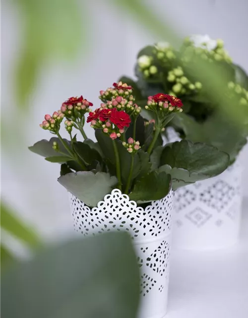 Kalanchoe blossfeldiana