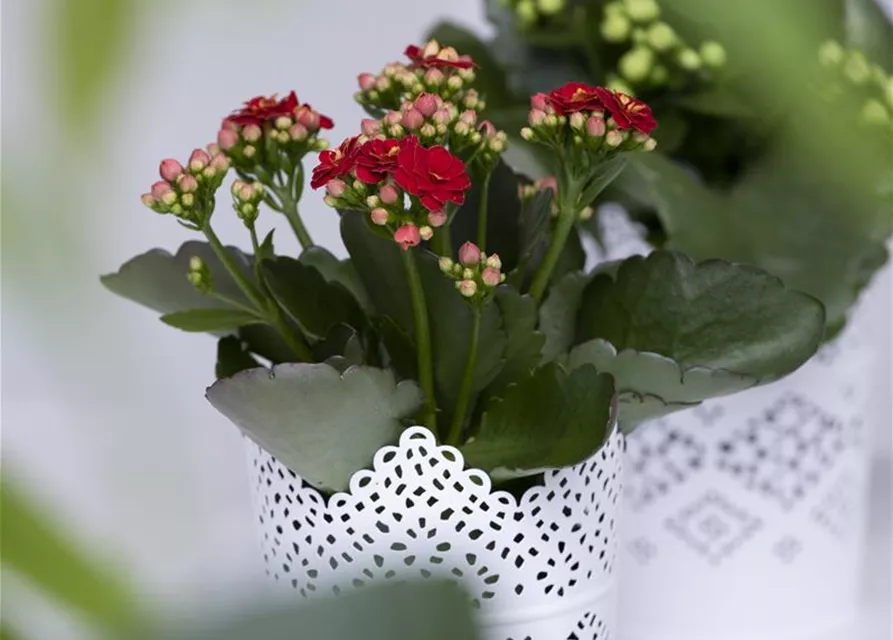 Kalanchoe blossfeldiana