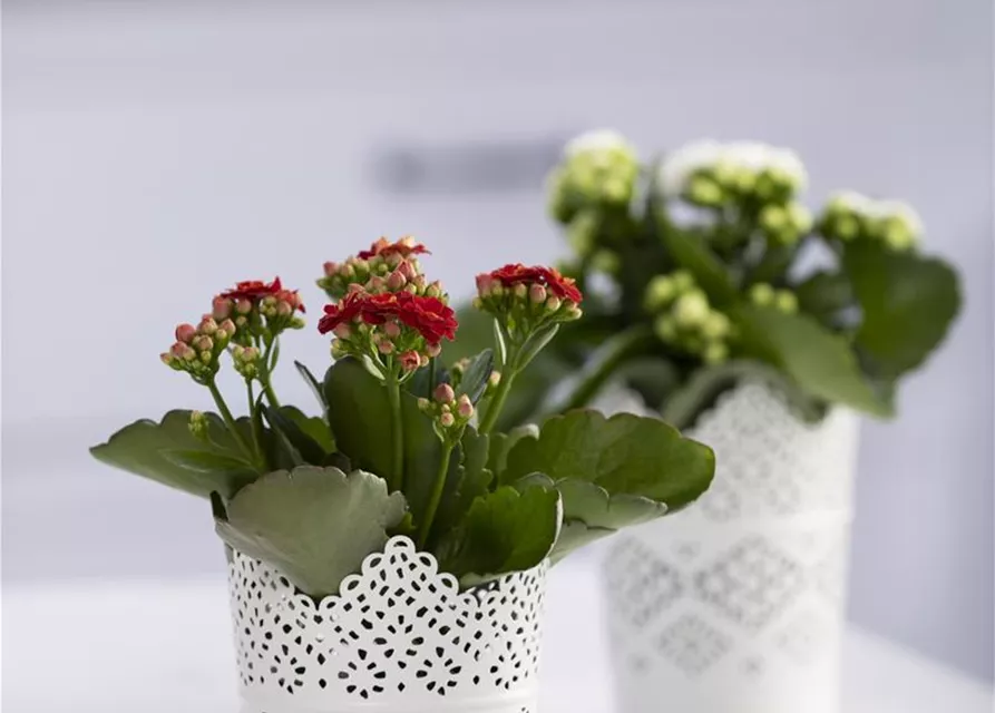 Kalanchoe blossfeldiana