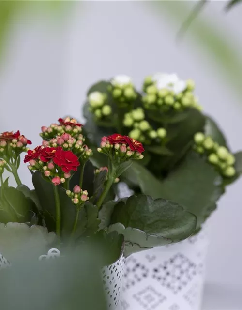 Kalanchoe blossfeldiana