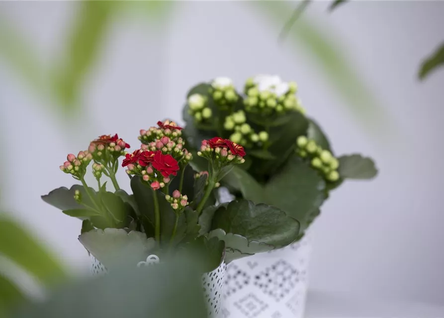 Kalanchoe blossfeldiana