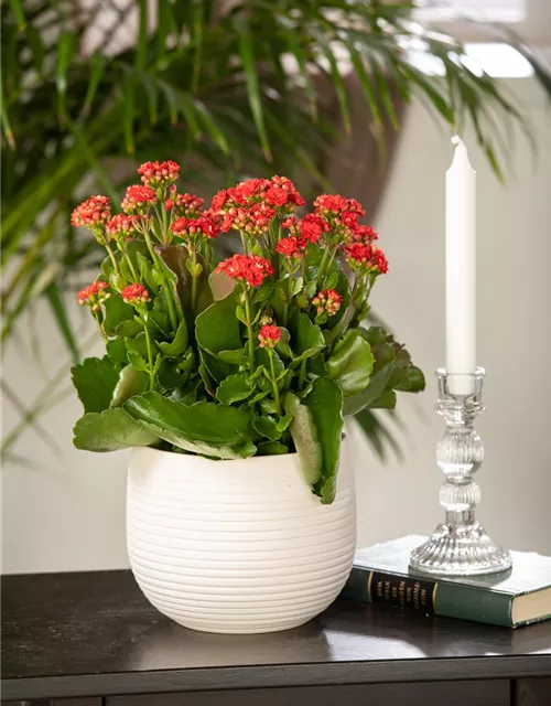 Kalanchoe blossfeldiana