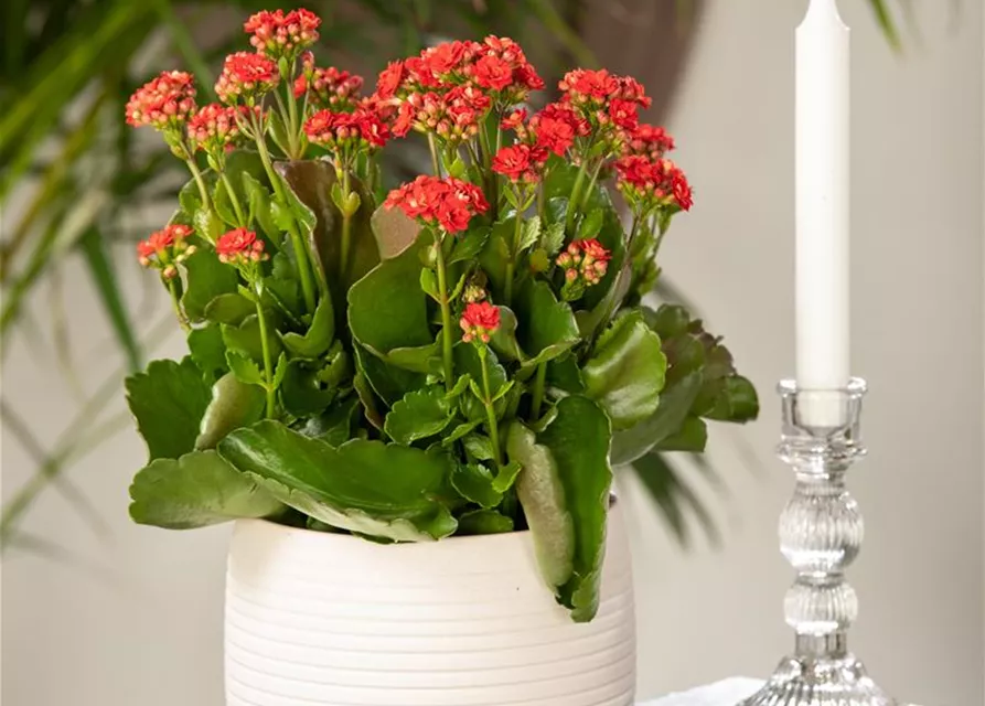 Kalanchoe blossfeldiana