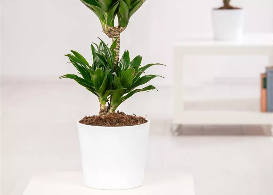 Dracaena fragrans