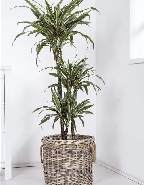 Dracaena fragrans