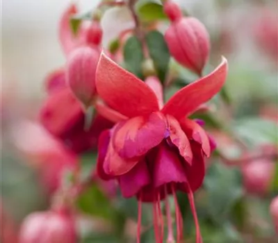 Fuchsia 'Jollies'®