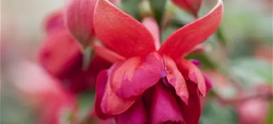 Fuchsia 'Jollies'®