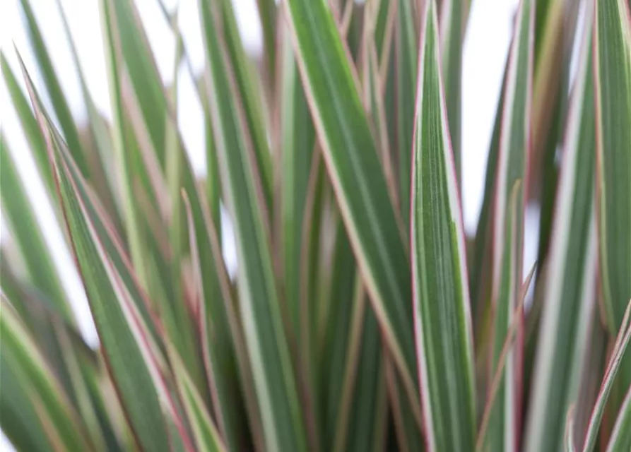 Dracaena marginata