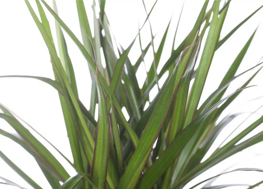 Dracaena marginata