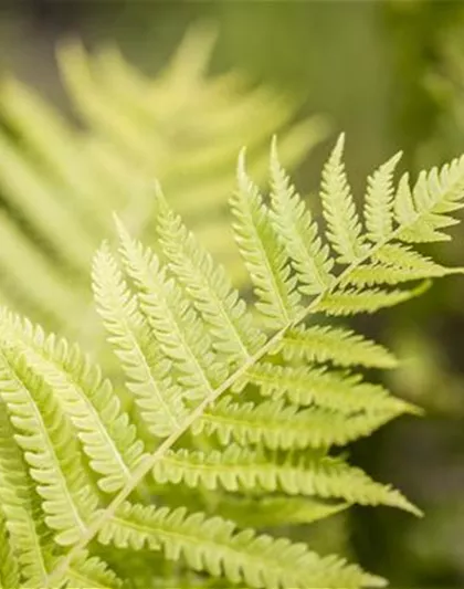 Dryopteris affinis