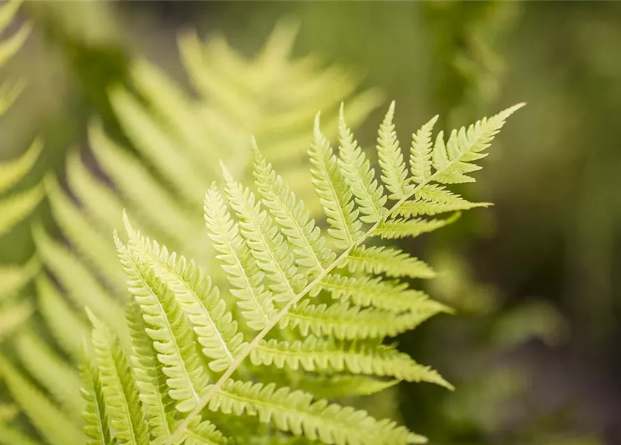 Dryopteris affinis