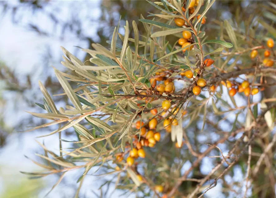 Hippophae rhamnoides