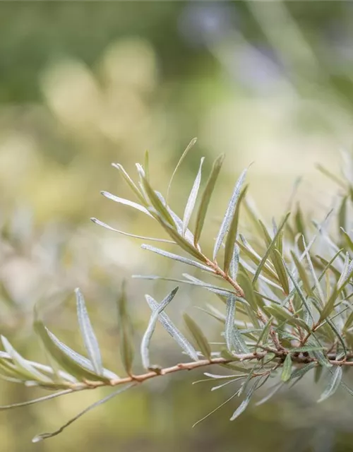 Hippophae rhamnoides