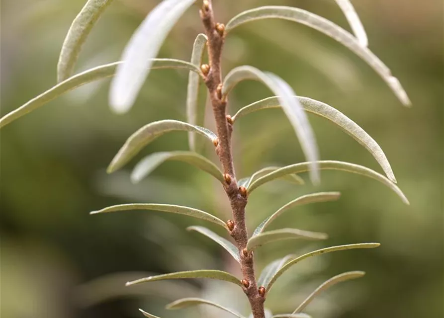 Hippophae rhamnoides