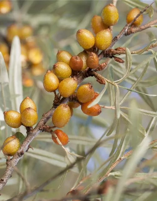 Hippophae rhamnoides