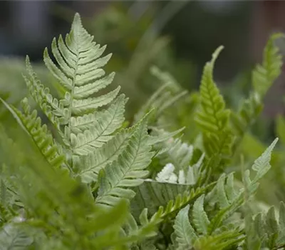 Dryopteris erythrosora