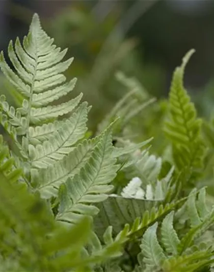 Dryopteris erythrosora