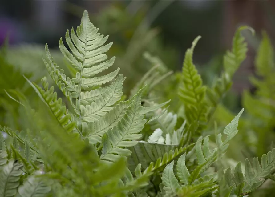 Dryopteris erythrosora