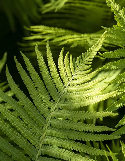 Dryopteris erythrosora